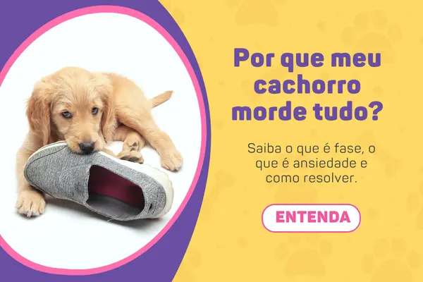 Cachorro filhote mordendo sapato.
