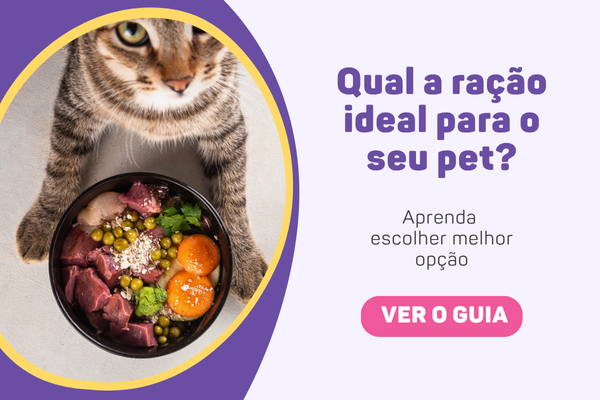 Gato olhando para tela com uma tigela ração natural e balanceada.