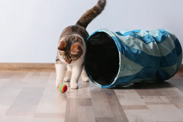 Gato brincando com bolinha colorida ao lado de túnel interativo.