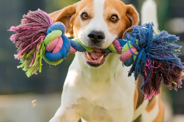Cachorro correndo ao ar livre com brinquedo de corda colorido na boca.