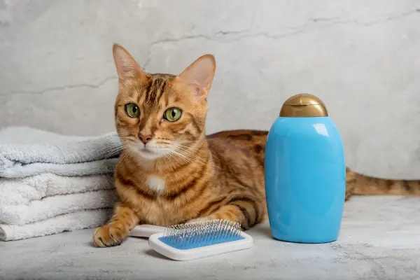 Gato de pelo curto ao lado de escova, toalhas e shampoo para banho e cuidados de higiene.