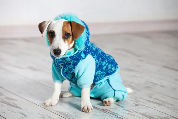 Cachorro pequeno usando roupinha de frio azul com capuz peludinho.