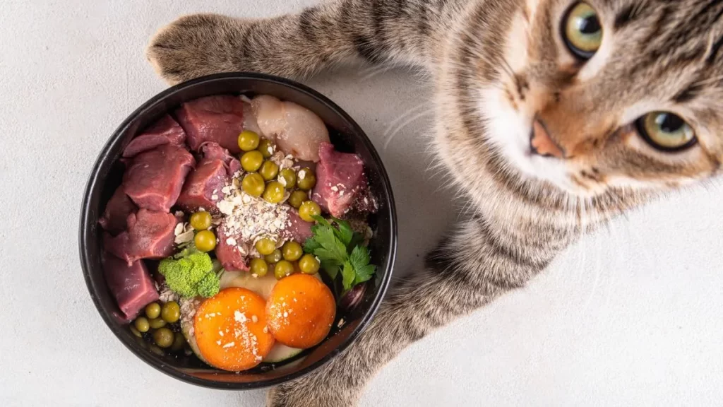 Gato ao lado de um pote de comida natural com carne, legumes e vegetais frescos.