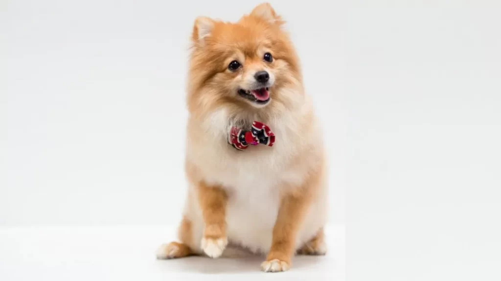 Cachorro da raça Spitz Alemão sorridente com laço vermelho no pescoço.