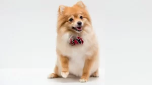 Cachorro da raça Spitz Alemão sorridente com laço vermelho no pescoço.
