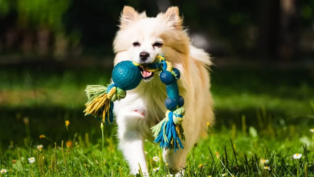 Cachorro correndo na grama com brinquedo de corda azul e verde na boca.