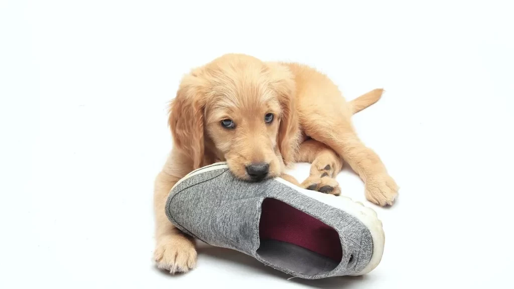 Filhote de cachorro mordendo um sapato cinza.